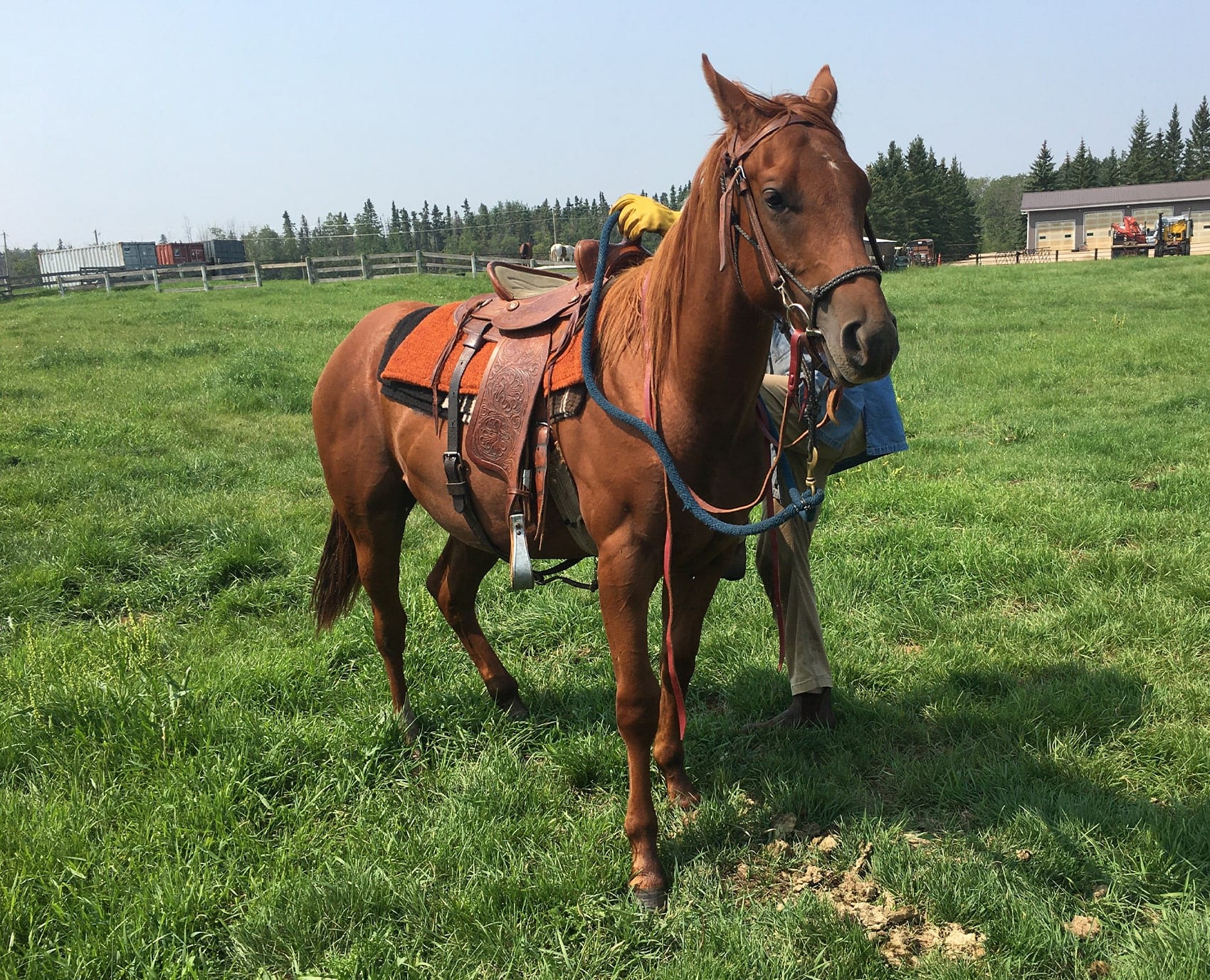 Perry Allen Woolsley - Horse Trainer Alberta