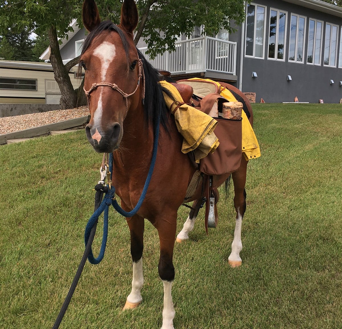 Horse Trainer Alberta