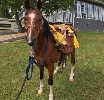 Horse Trainer Alberta